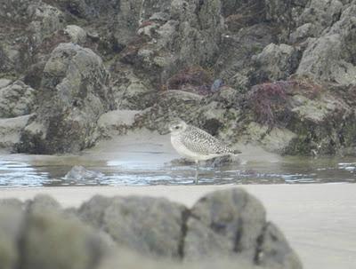 Limícolas viejos y anillas nuevas