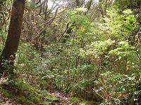 APERITIVO DE FRIJOLES MOLIDOS  Y EL VOLCÁN POÁS.