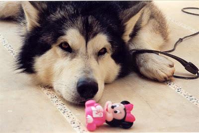 APERITIVO DE FRIJOLES MOLIDOS  Y EL VOLCÁN POÁS.