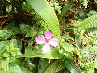 APERITIVO DE FRIJOLES MOLIDOS  Y EL VOLCÁN POÁS.
