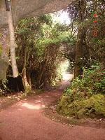 APERITIVO DE FRIJOLES MOLIDOS  Y EL VOLCÁN POÁS.