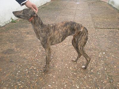 GALGA JOVEN. MUY URGENTE! (BADAJOZ)