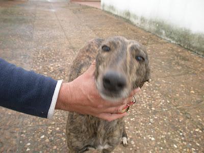 GALGA JOVEN. MUY URGENTE! (BADAJOZ)