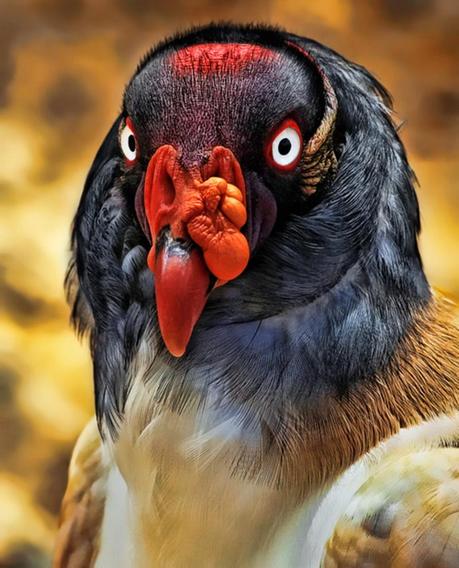 Alice III Las perlas de hoy…..