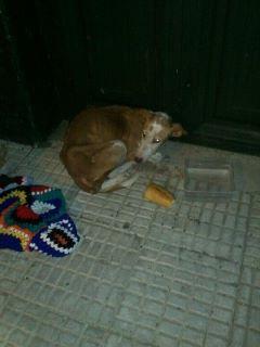 PODENCA EN PESIMO ESTADO. ESQUELETICA. SEVILLA