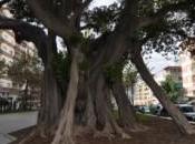 Vélez Málaga mima ficus centenarios
