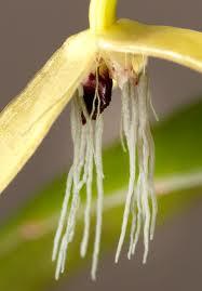 Orquídea que Florece de Noche