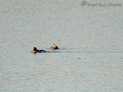 Pitorros y Éideres...