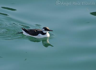 Pitorros y Éideres...