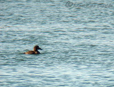 Pitorros y Éideres...