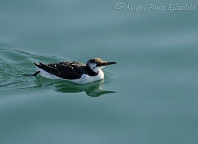 Pitorros y Éideres...