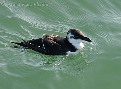 Pitorros y Éideres...