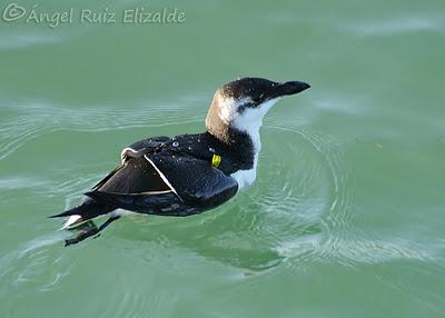 Pitorros y Éideres...