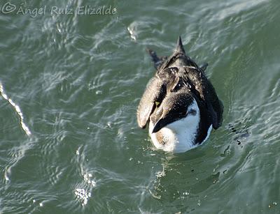 Pitorros y Éideres...