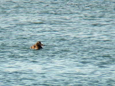 Pitorros y Éideres...
