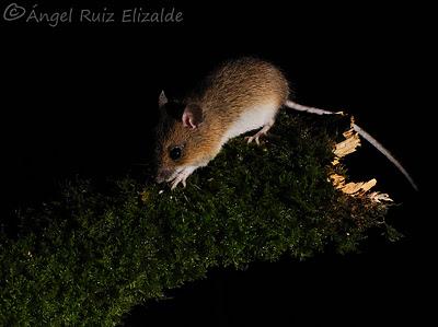 Ratón de campo (Apodemus sylvaticus)...