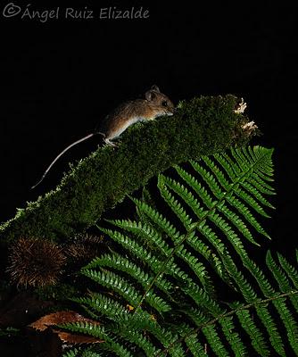 Ratón de campo (Apodemus sylvaticus)...