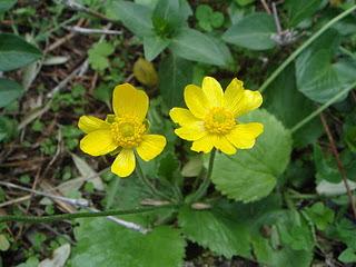 Flor de San Diego