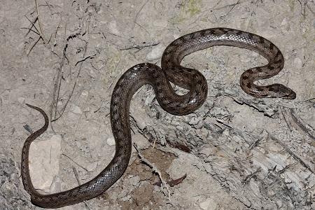 La Culebra Lisa meridional en Aragón (Coronella girondica) - Southern smooth snake