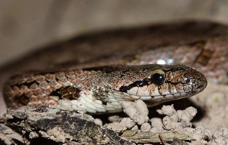 La Culebra Lisa meridional en Aragón (Coronella girondica) - Southern smooth snake