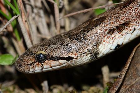 La Culebra Lisa meridional en Aragón (Coronella girondica) - Southern smooth snake