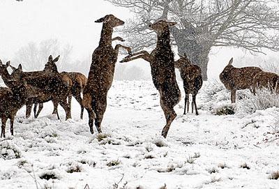 CAMINANDO BAJO LA NIEVE EN RICHMOND PARK