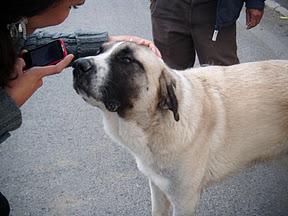 Se que lo tengo muy dificil para adoptarme. (Jerez)