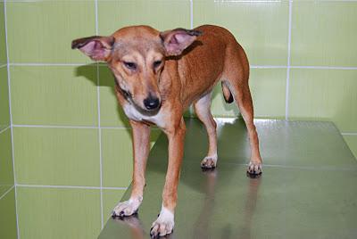 PERDIDA EN BRENES (SEVILLA), podenca color canela lleva collar rojo ¡por favor ayudadme a encontrarla!!
