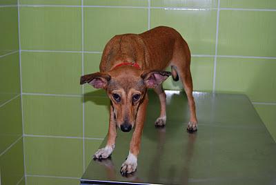 PERDIDA EN BRENES (SEVILLA), podenca color canela lleva collar rojo ¡por favor ayudadme a encontrarla!!