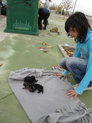 OTRA VEZ EN PEDRO MUÑOZ EL HORROR Y EL SALVAJISMO.