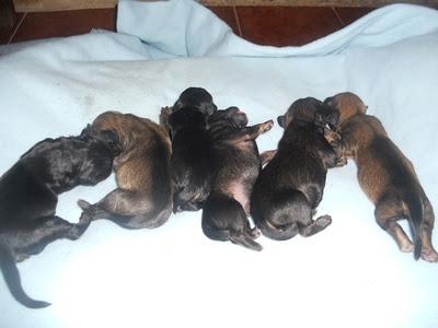 OTRA VEZ EN PEDRO MUÑOZ EL HORROR Y EL SALVAJISMO.