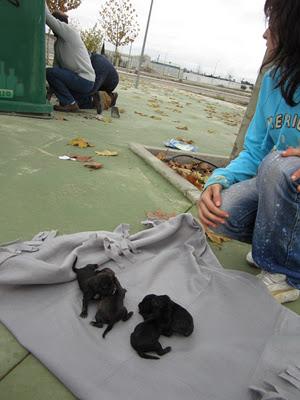 OTRA VEZ EN PEDRO MUÑOZ EL HORROR Y EL SALVAJISMO.