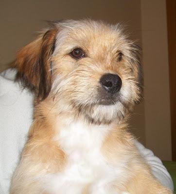 Morrison, precioso cachorrón en adopción (Murcia)‏