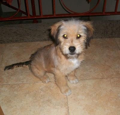 Morrison, precioso cachorrón en adopción (Murcia)‏