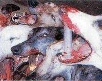 DETENGAMOS LOS MALOS TRATOS A LOS GALGOS (recogida de firmas)