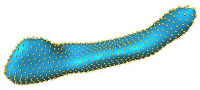 La curiosa forma del hipocampo y la demencia