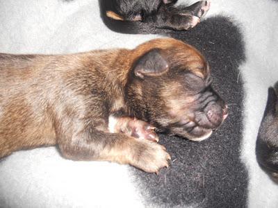 OTRA VEZ EN PEDRO MUÑOZ EL HORROR Y EL SALVAJISMO.