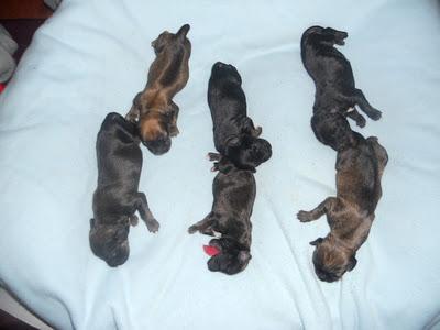 OTRA VEZ EN PEDRO MUÑOZ EL HORROR Y EL SALVAJISMO.