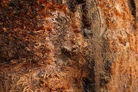 Guinovart y el piasaje de Agramunt Guinovart y el piasaje de Agramunt