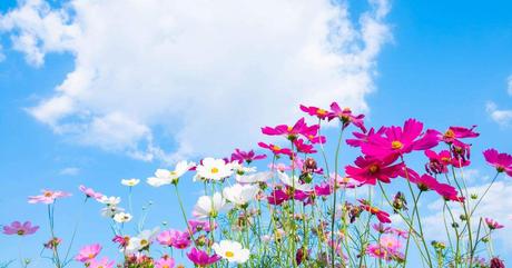 9 Flores que no se marchitan rápido y como evitarlo 9 Flores que no se marchitan rápido y como evitarlo