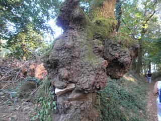 La sombra de la rosa (Ángela Banzas)