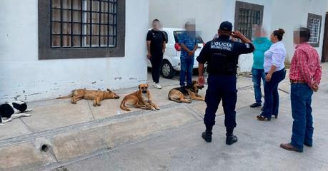 Grave Envenenamiento de Perros Comunitarios en Fraccionamiento Los Lago