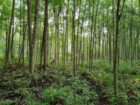 25 mejores cosas que hacer en Perak (Malasia)