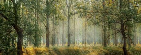 ¿Cómo observar animales en su hábitat? ¿Cómo observar animales en su hábitat?