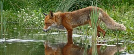 ¿Cómo observar animales en su hábitat? ¿Cómo observar animales en su hábitat?