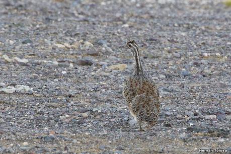 Quiula patagónica (Tinamotis ingoufi)