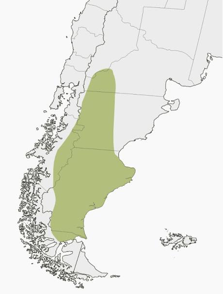 Quiula patagónica (Tinamotis ingoufi)