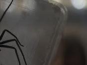 "Vermin: plaga" inaugurará Semana Cine Fantástico Terror