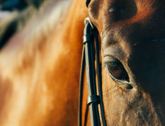 Puigcerdà acoge los días 4 y 5 de noviembre, la nueva edición de la Fira del Cavall Puigcerdà acoge los días 4 y 5 de noviembre, la nueva edición de la Fira del Cavall