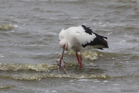 Cigüeñas en la laguna